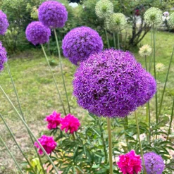 Allium Gladiator - Des boules violettes spectaculaires