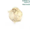 Allium Pinball Wizard - Des boules violettes spectaculaires
