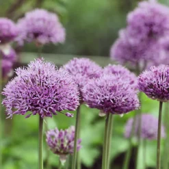 Allium Pinball Wizard - Des boules violettes spectaculaires