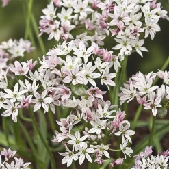 25 Alliums Caméléon - Des fleurs qui changent de couleur