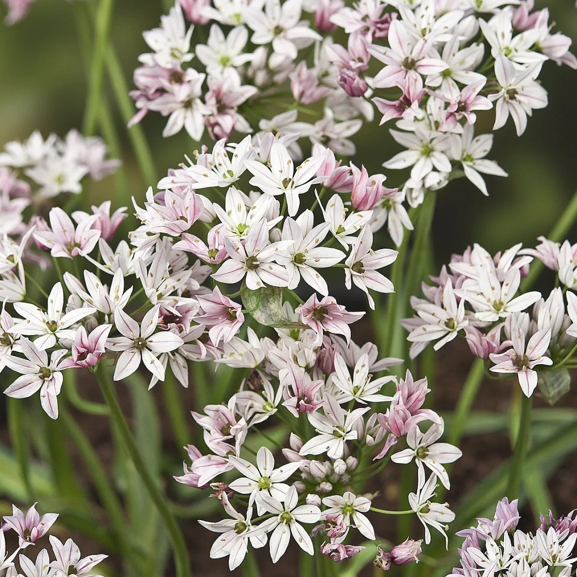 25 Alliums Caméléon - Des fleurs qui changent de couleur