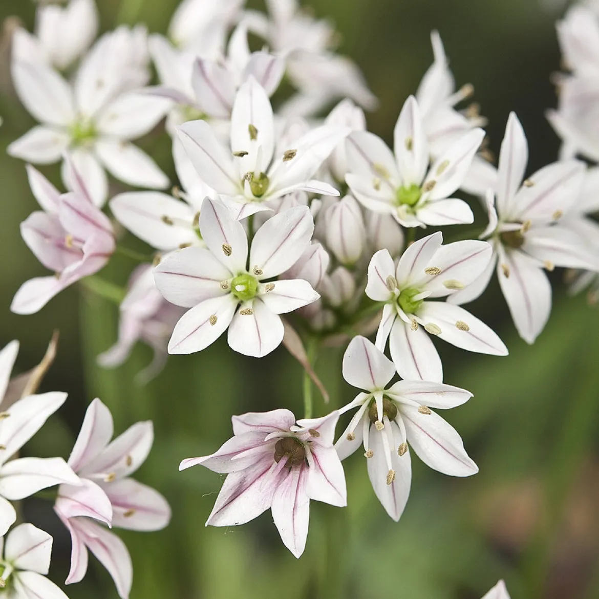 25 Alliums Caméléon - Des fleurs qui changent de couleur
