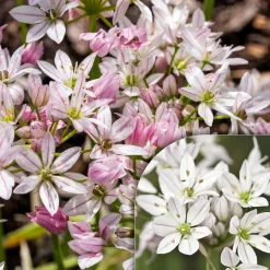 25 Alliums Caméléon - Des fleurs qui changent de couleur