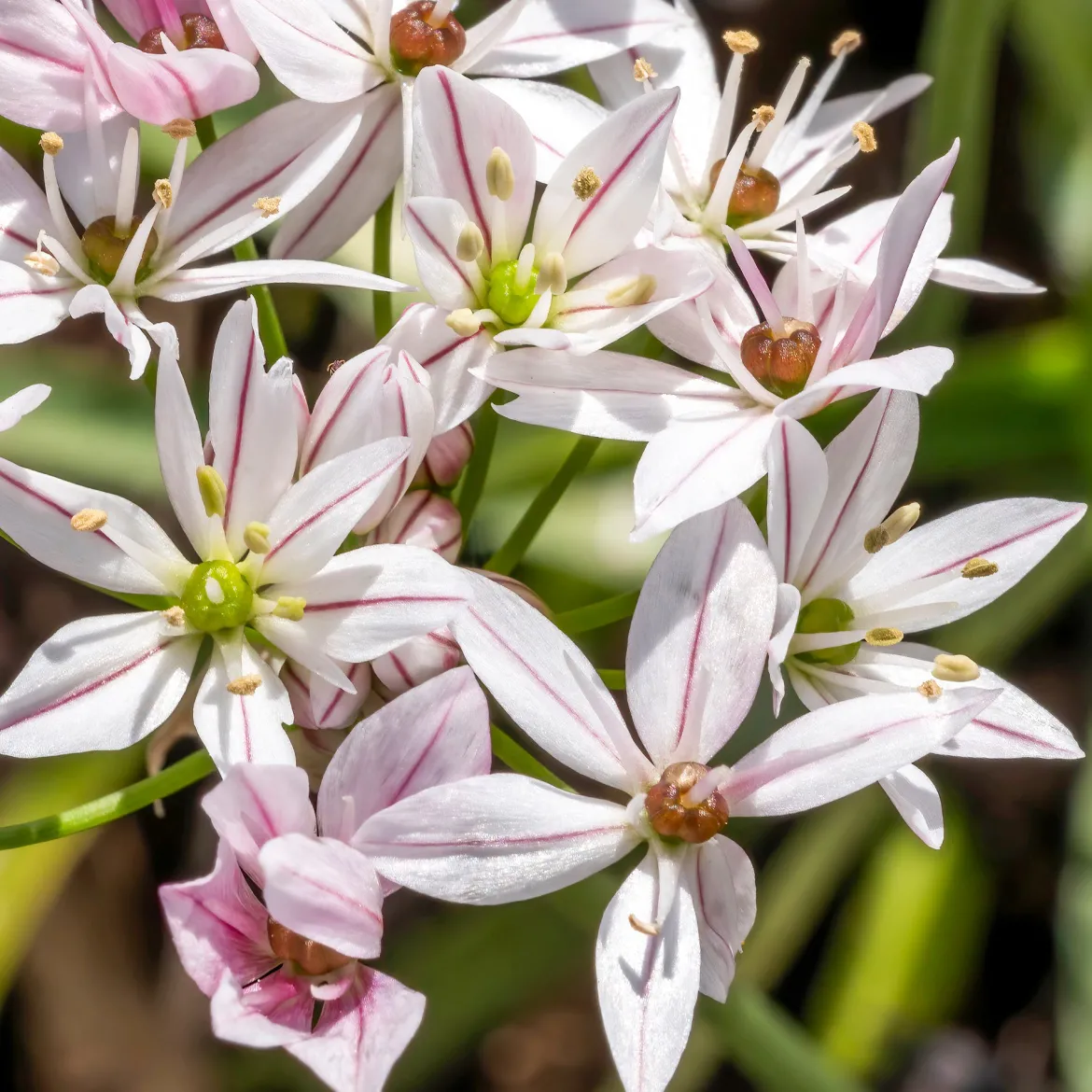 25 Alliums Caméléon - Des fleurs qui changent de couleur