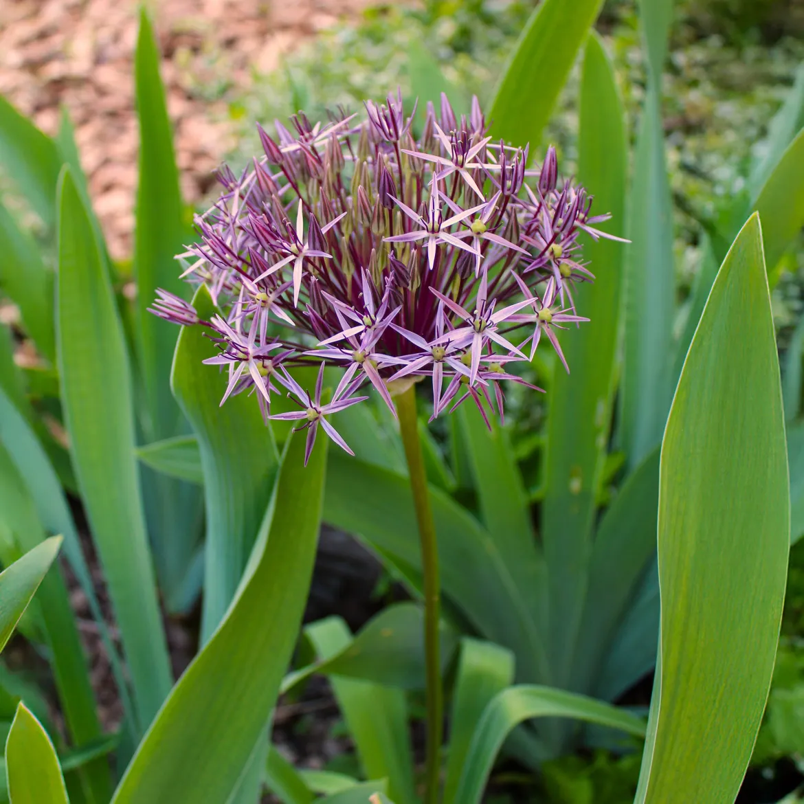 10 Alliums Christophii - Des étoiles violettes au jardin