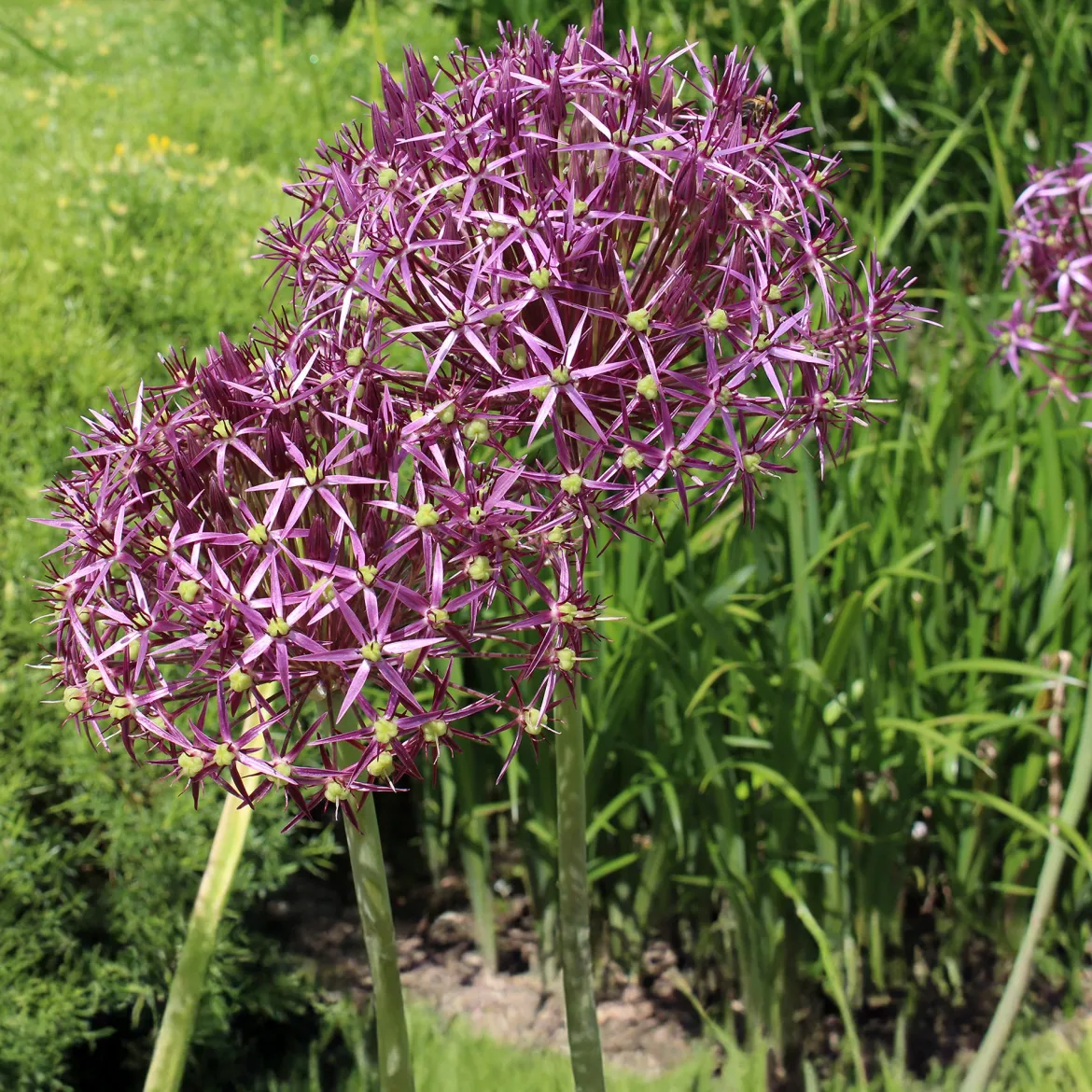 10 Alliums Christophii - Des étoiles violettes au jardin