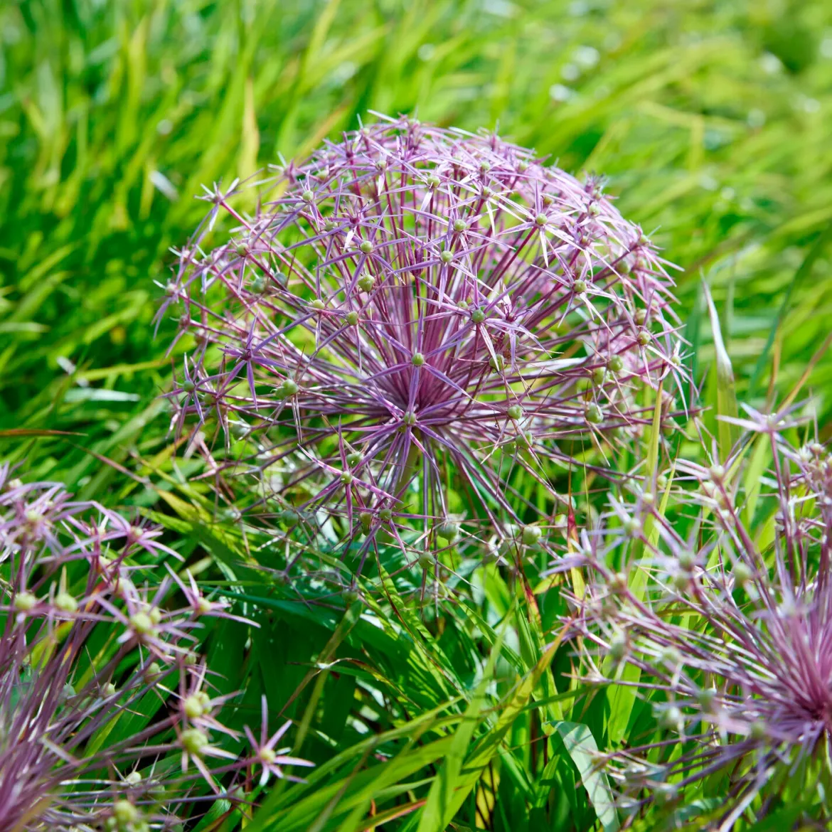 10 Alliums Christophii - Des étoiles violettes au jardin