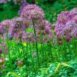 10 Alliums Christophii - Des étoiles violettes au jardin
