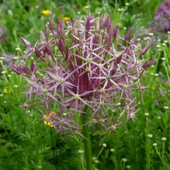 10 Alliums Christophii - Des étoiles violettes au jardin