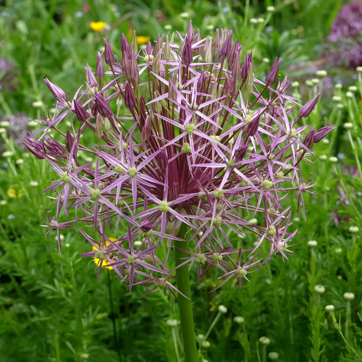 10 Alliums Christophii - Des étoiles violettes au jardin