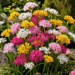 25 Alliums décoratifs en mélange - Des boules de fleurs faciles