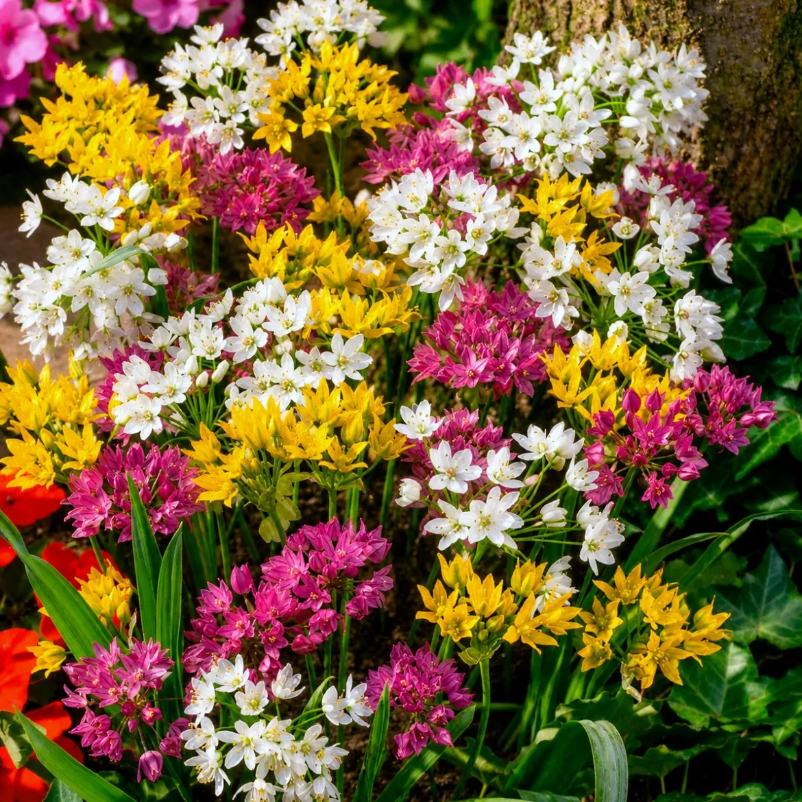 25 Alliums décoratifs en mélange - Des boules de fleurs faciles