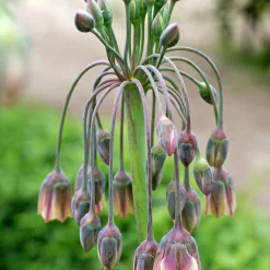 15 Alliums de Bulgarie - Des clochettes qui dansent