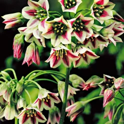 15 Alliums de Bulgarie - Des clochettes qui dansent
