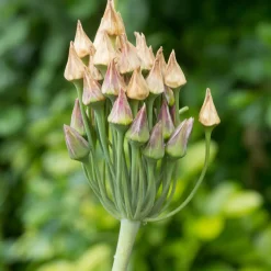 15 Alliums de Bulgarie - Des clochettes qui dansent