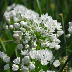 50 Alliums d'ornement de Naples - Nuage blanc parfumé au jardin