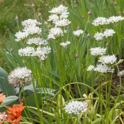 50 Alliums d'ornement de Naples - Nuage blanc parfumé au jardin