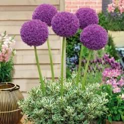 3 Alliums d'ornement Globemaster - Des boules violettes spectaculaires