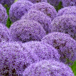 3 Alliums d'ornement Globemaster - Des boules violettes spectaculaires