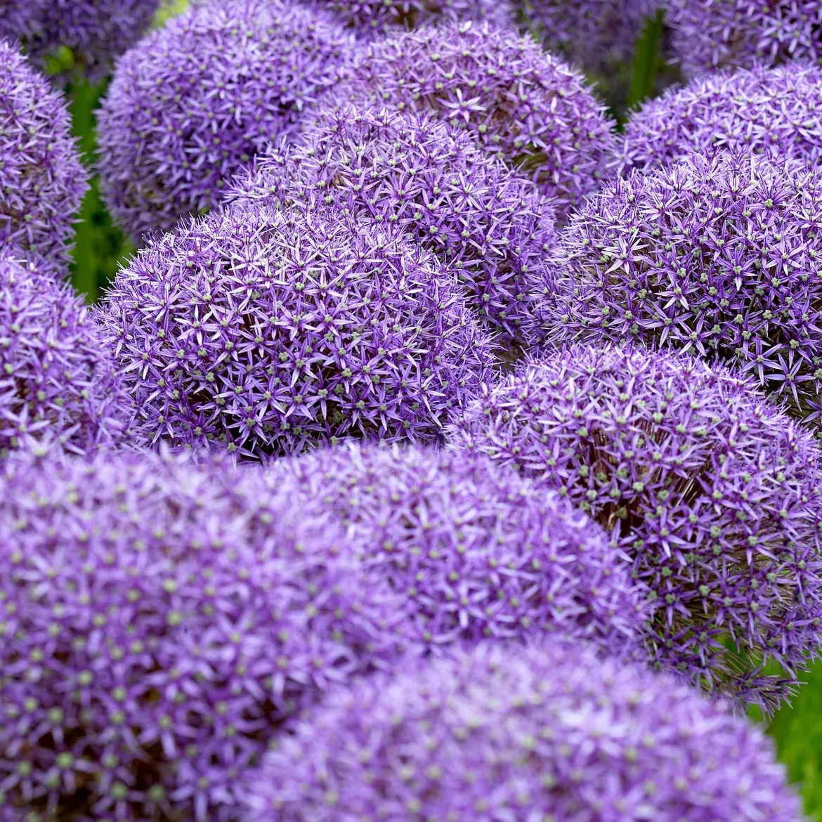 3 Alliums d'ornement Globemaster - Des boules violettes spectaculaires