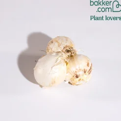 3 Alliums d'ornement Globemaster - Des boules violettes spectaculaires