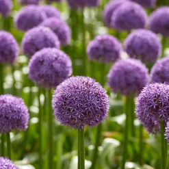 3 Alliums d'ornement Globemaster - Des boules violettes spectaculaires