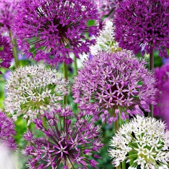 10 Alliums d'ornements en mélange - Des boules florales magiques