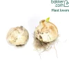 2 Alliums Forelock - Des pompons hauts perchés