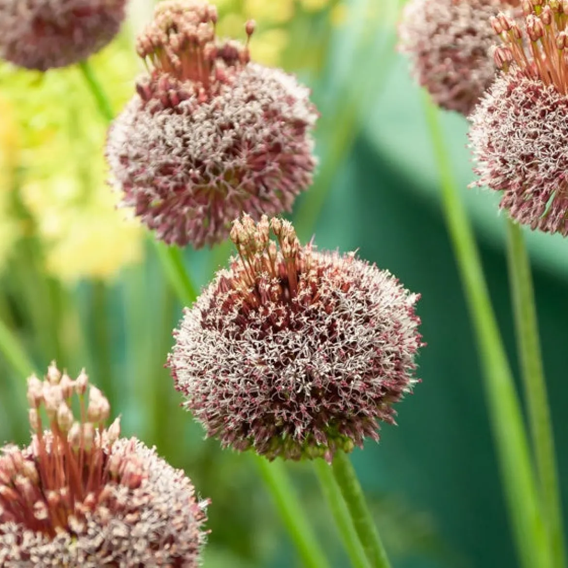 2 Alliums Forelock - Des pompons hauts perchés