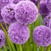 2 Alliums his excellency - Des sphères violettes spectaculaires