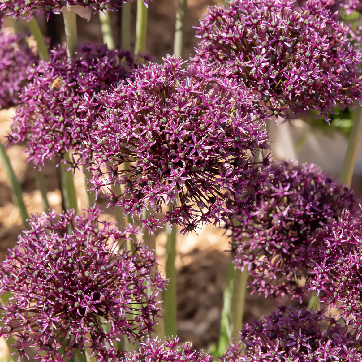 Alliums Miami - Des pompons violets tout l'été