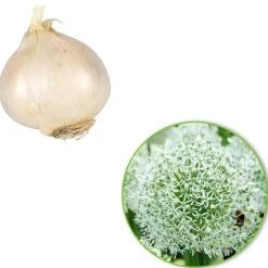 2 Alliums Mount Everest - De grosses boules blanches