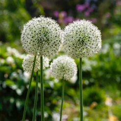 2 Alliums Mount Everest - De grosses boules blanches