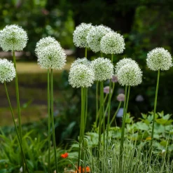 2 Alliums Mount Everest - De grosses boules blanches