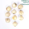10 Alliums Nigrum - Des sphères blanches magiques