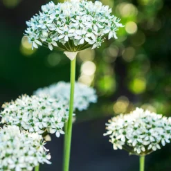 10 Alliums Nigrum - Des sphères blanches magiques