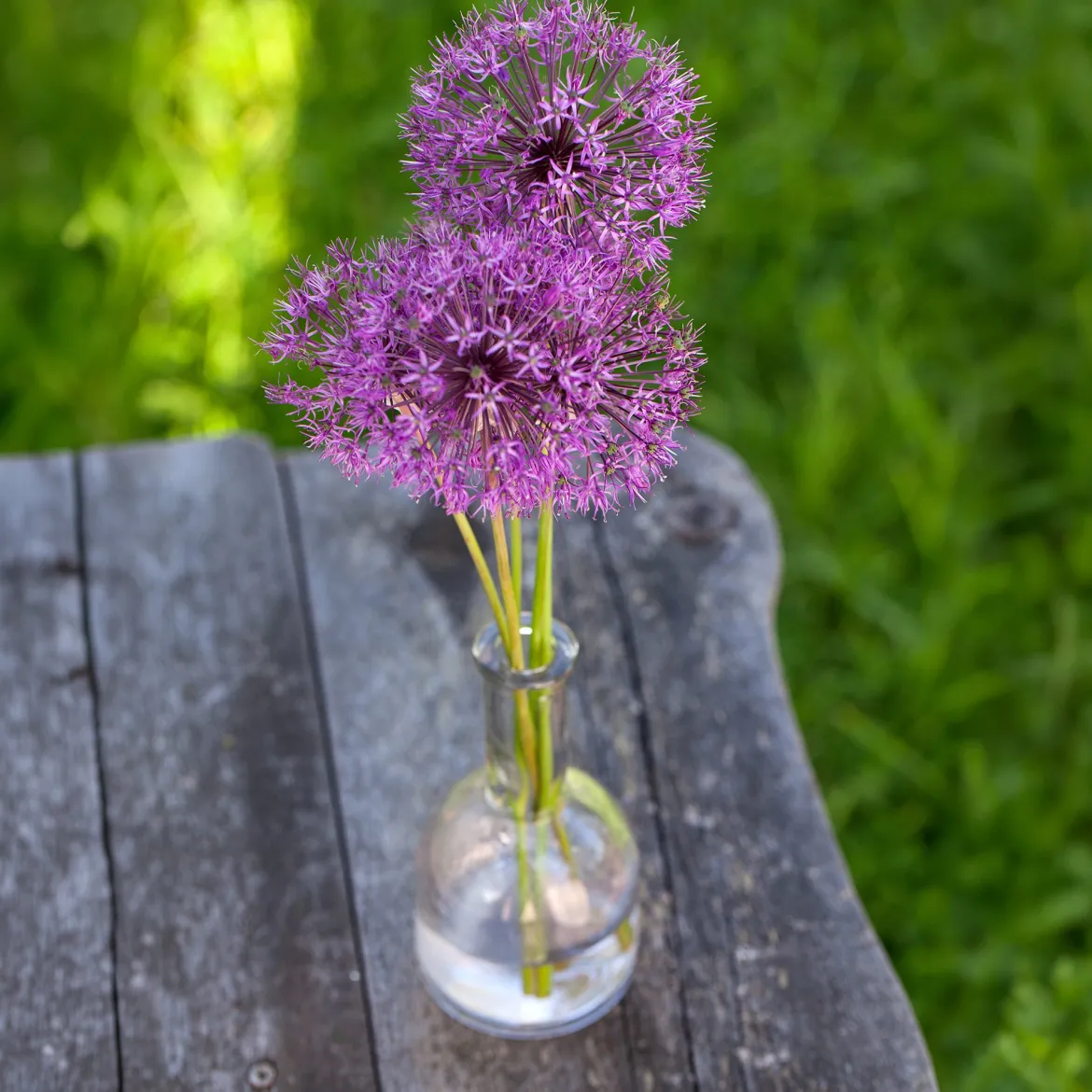 10 Alliums Purple sensation - Des boules violettes spectaculaires