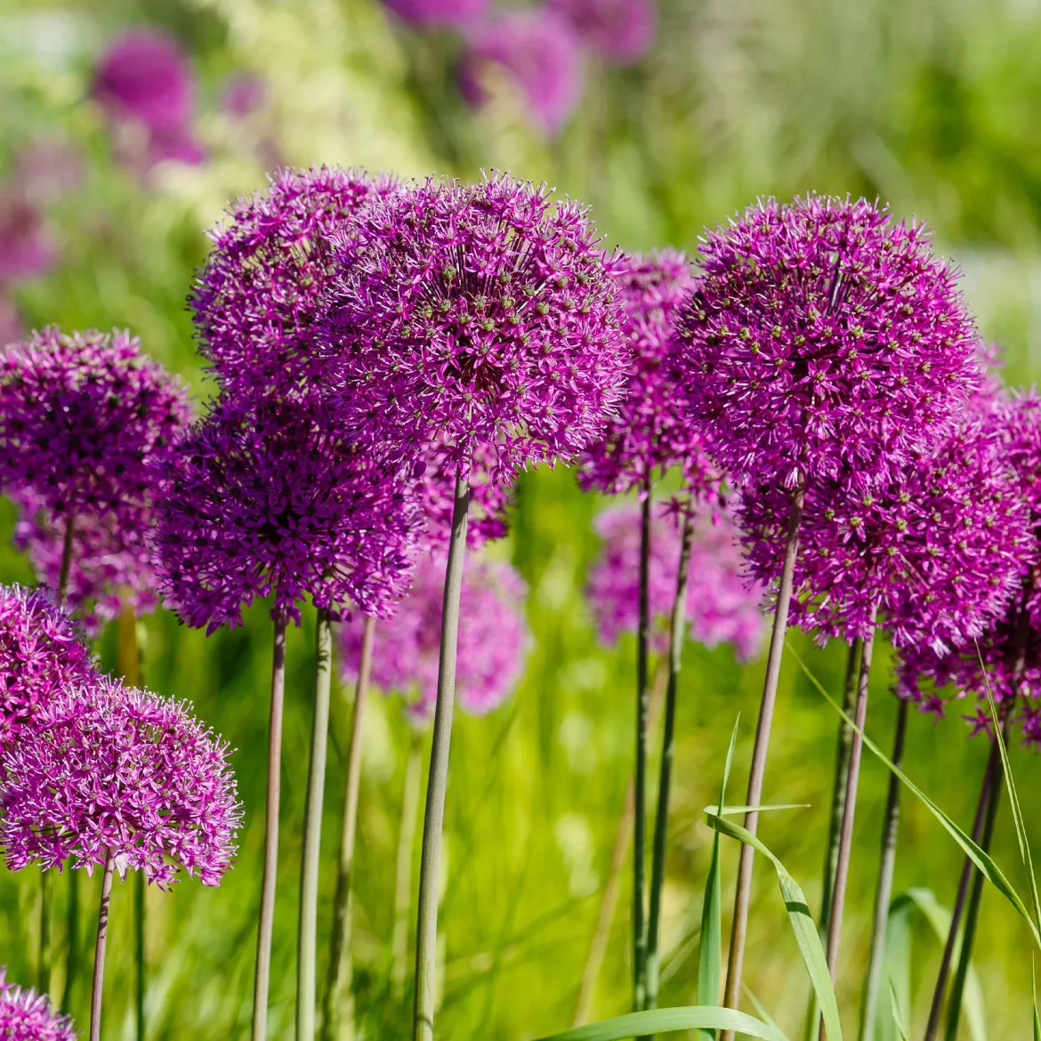 10 Alliums Purple sensation - Des boules violettes spectaculaires