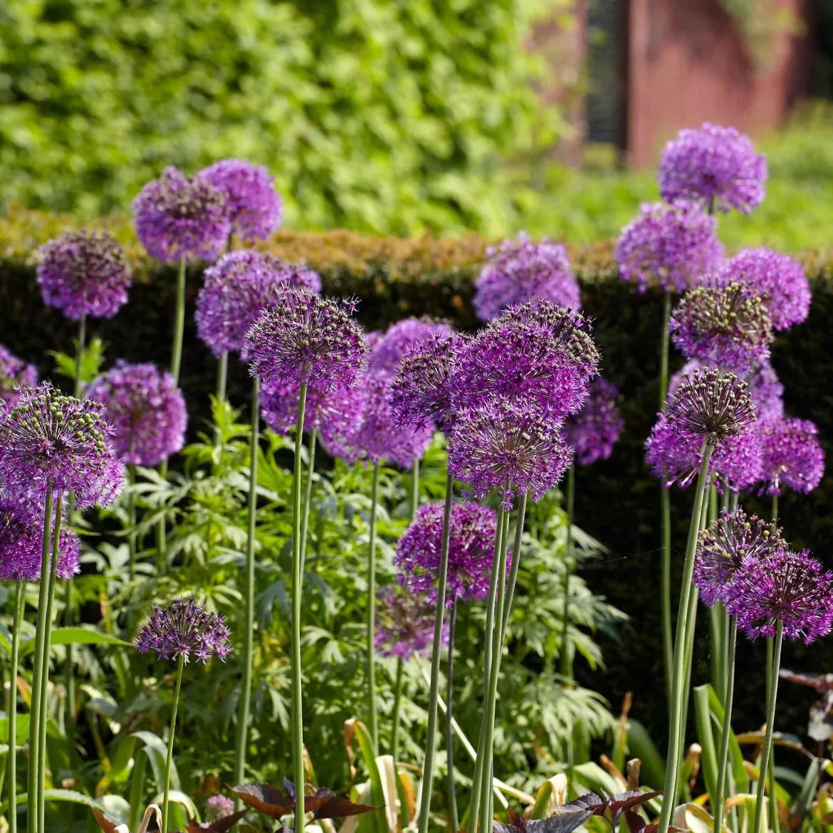 10 Alliums Purple sensation - Des boules violettes spectaculaires
