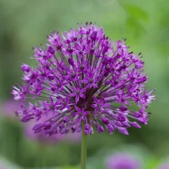 10 Alliums Purple sensation - Des boules violettes spectaculaires