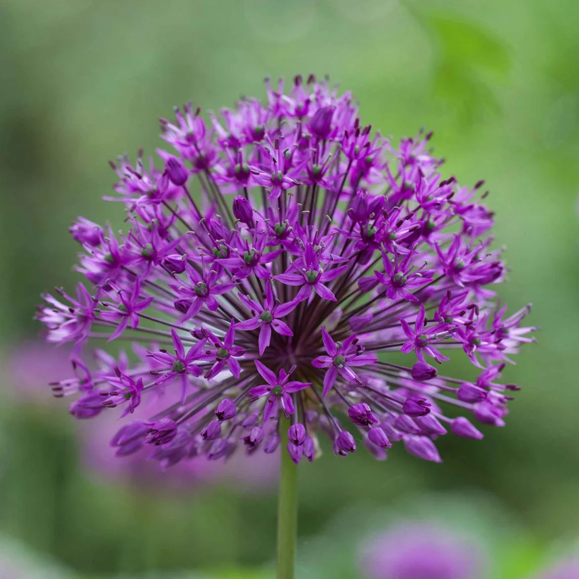 10 Alliums Purple sensation - Des boules violettes spectaculaires