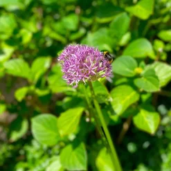 10 Alliums Purple sensation - Des boules violettes spectaculaires