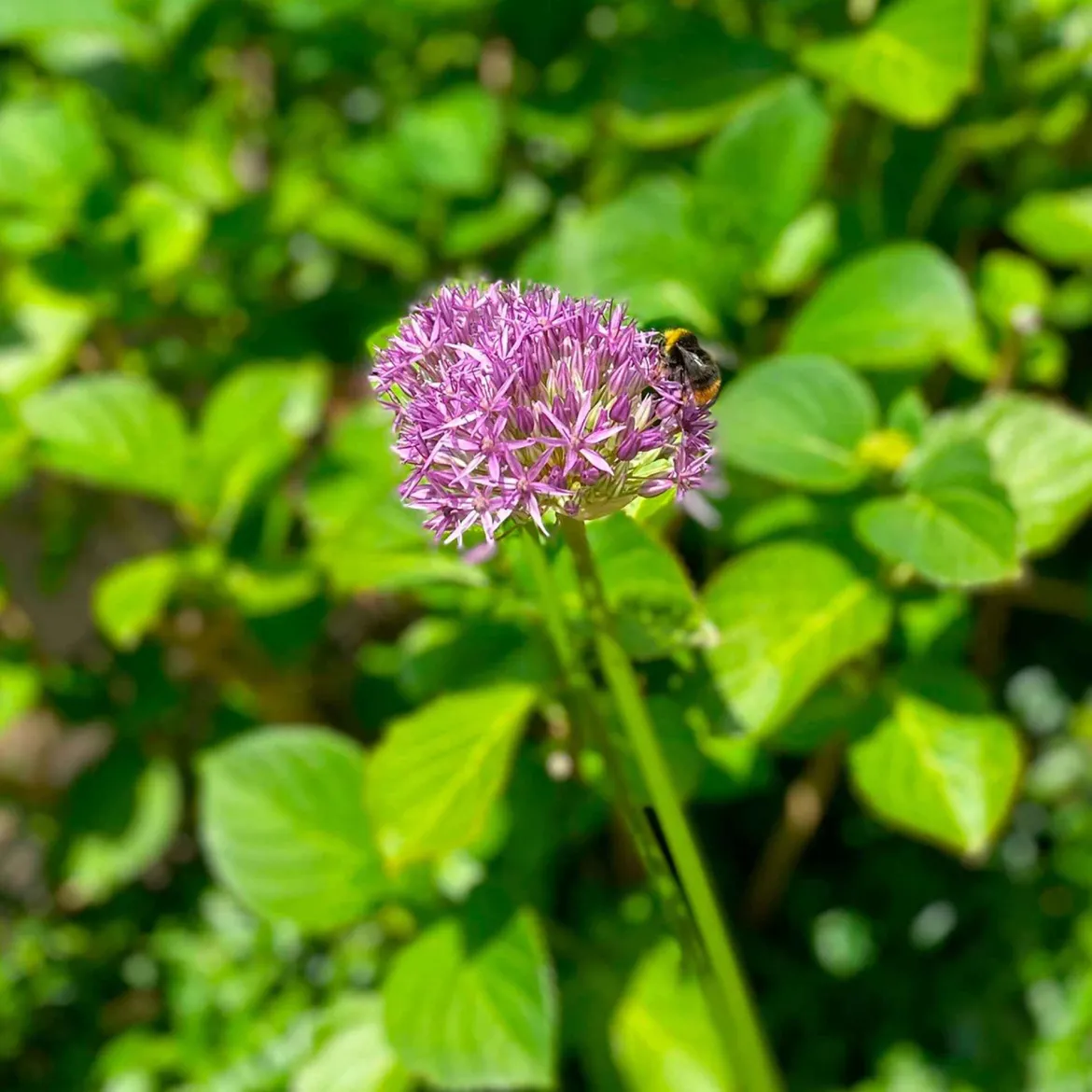 10 Alliums Purple sensation - Des boules violettes spectaculaires