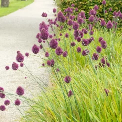 25 Alliums à tête ronde - Le violet qui danse au jardin