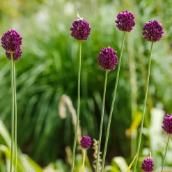 25 Alliums à tête ronde - Le violet qui danse au jardin