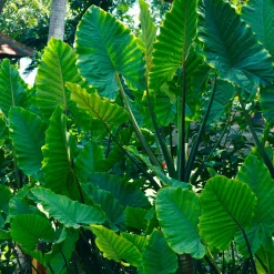 Alocasia Macrorrhiza - L'effet jungle chez vous