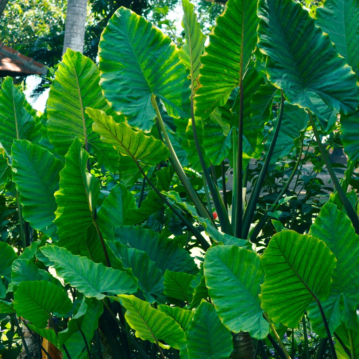 Alocasia Macrorrhiza - L'effet jungle chez vous