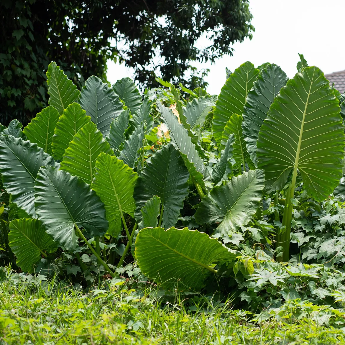 Alocasia Macrorrhiza - L'effet jungle chez vous