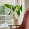 Alocasia zebrina - Des tiges qui font sensation