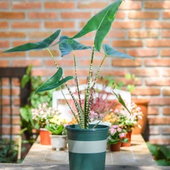 Alocasia zebrina - Des tiges qui font sensation